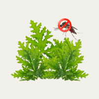 Citronella Fragance Oil