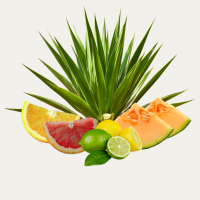 Citrus Glow Fragance Oil